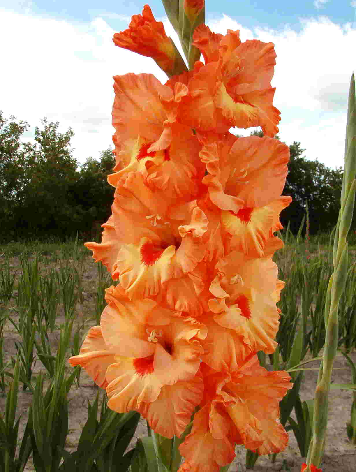 5x Bulbes Glaïeul Nain Rouge Bulbes Fleurs été Plantes Vivaces