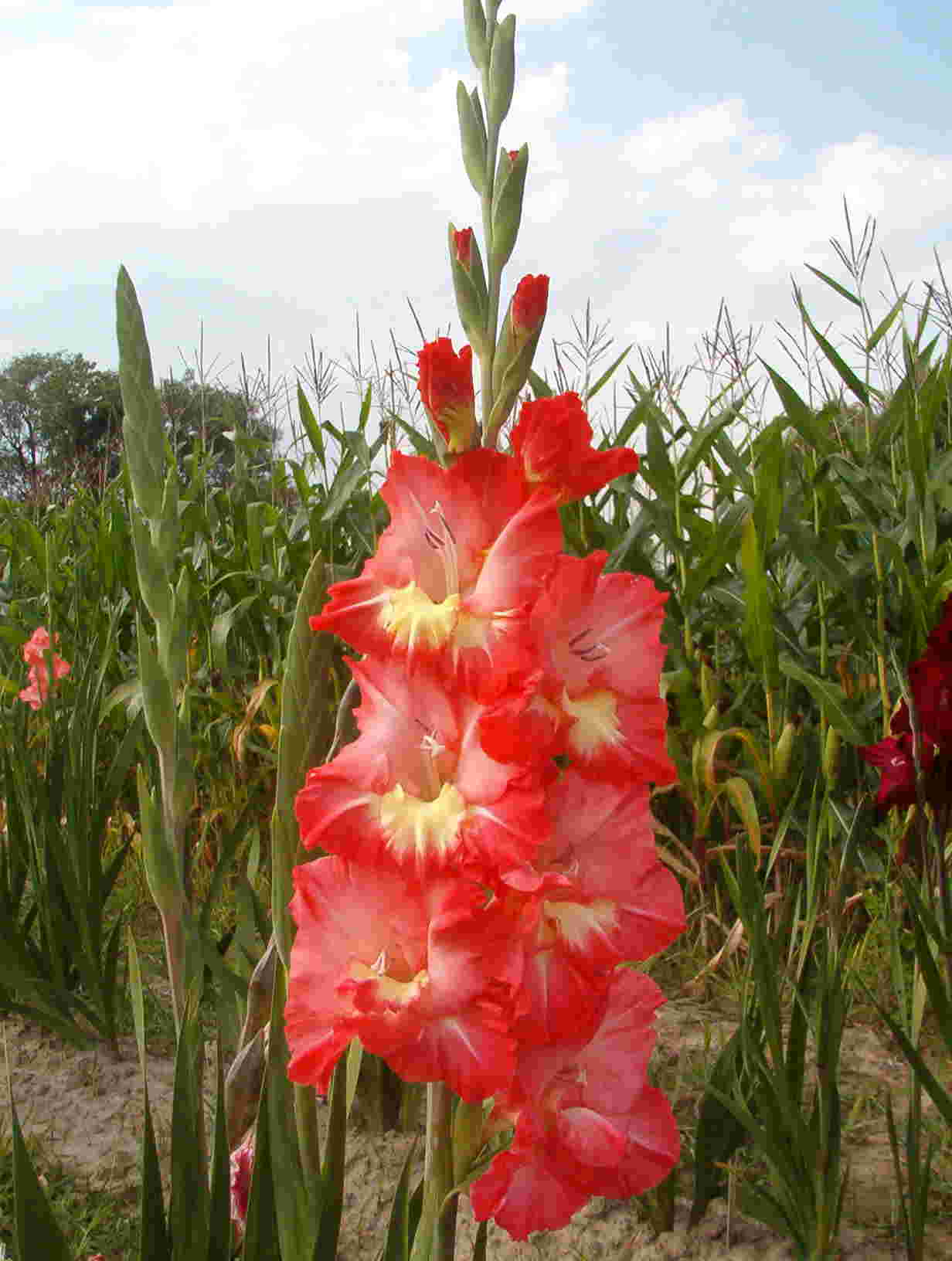Felicita
